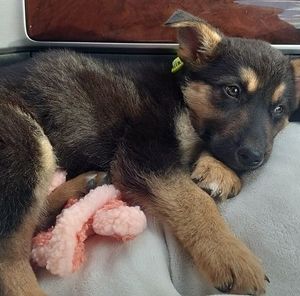 Meet your Posher, Alexander